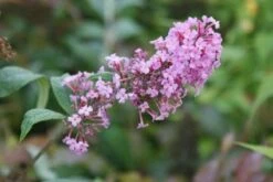 Vlinderstruik (Buddleja Davidii 'Pink Delight') 14 Vlinderstruik (Buddleja Davidii 'Pink Delight') -OL Planten Winkel 20120215162826 3 1