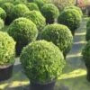 Buxusbol (Buxus Sempervirens, Bolvorm) -OL Planten Winkel 20120215162916 20