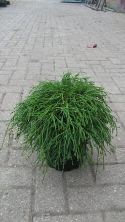 Cypres (Chamaecyparis Pisifera 'Filifera Nana') -OL Planten Winkel 20120215164213 2 1