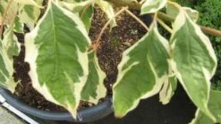 Reuzenkornoelje (Cornus Controversa 'Variegata') -OL Planten Winkel 20120215164859 7 1