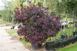 Pruikenboom Als Struik (Cotinus Coggygria 'Royal Purple') -OL Planten Winkel 20120216092431 15
