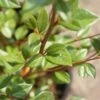 Dwergmispel (Cotoneaster Franchetii) 2 Dwergmispel (Cotoneaster Franchetii) -OL Planten Winkel 20120216092723 3