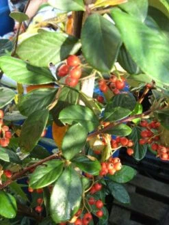 Dwergmispel (Cotoneaster Lacteus) -OL Planten Winkel 20120216092938 3 2