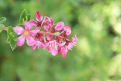 Escallonia (Escallonia 'Red Dream') -OL Planten Winkel 20120216094209 3 1