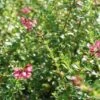 Escallonia (Escallonia 'Red Dream') -OL Planten Winkel 20120216094229 3 1