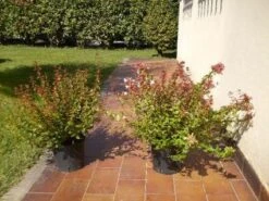 Abelia (Abelia Grandiflora) -OL Planten Winkel 20120216112539 9