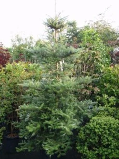 Koreaanse Zilverspar (Abies Koreana) -OL Planten Winkel 20120216113308 6 1
