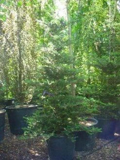 Koreaanse Zilverspar (Abies Koreana) 31 Koreaanse Zilverspar (Abies Koreana) -OL Planten Winkel 20120216113327 6