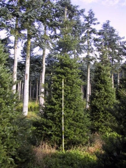Koreaanse Zilverspar (Abies Koreana) 15 Koreaanse Zilverspar (Abies Koreana) - Afbeelding 13