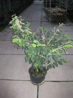 Toverhazelaar (Hamamelis Intermedia 'Arnold Promise') -OL Planten Winkel 20120217133021 6