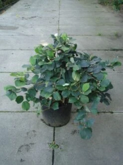 Flessenborstelstruik (Fothergilla Major) -OL Planten Winkel 20120217133604 6