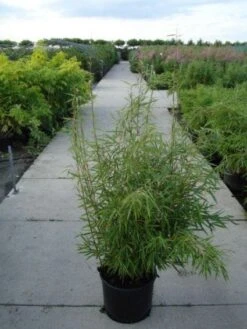 Niet Woekerende Bamboe (Fargesia Robusta) -OL Planten Winkel 20120217133816 5