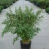 Niet Woekerende Bamboe (Fargesia 'Great Wall') -OL Planten Winkel 20120217134025 7