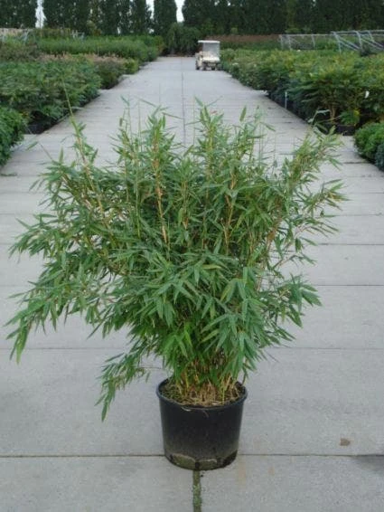 Niet Woekerende Bamboe (Fargesia 'Great Wall') 3 Niet Woekerende Bamboe (Fargesia 'Great Wall')