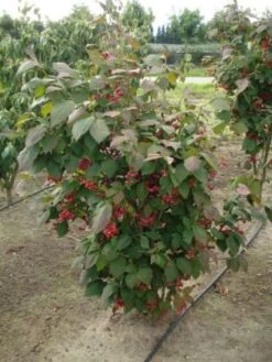 Kardinaalsmuts (Euonymus Planipes) -OL Planten Winkel 20120217134911 5