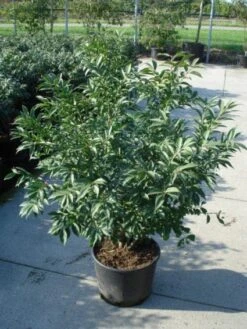 Kardinaalshoed (Euonymus Alatus 'Compactus') 15 Kardinaalshoed (Euonymus Alatus 'Compactus') -OL Planten Winkel 20120217135206 12