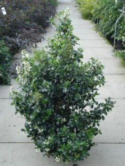 Escallonia (Escallonia 'Iveyi') -OL Planten Winkel 20120217135540 3