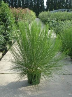 Brem (Cytisus 'Boskoop Ruby') -OL Planten Winkel 20120218095955 6 3 3 1