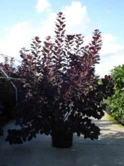 Pruikenboom Als Struik (Cotinus Coggygria 'Royal Purple') -OL Planten Winkel 20120218101140 15