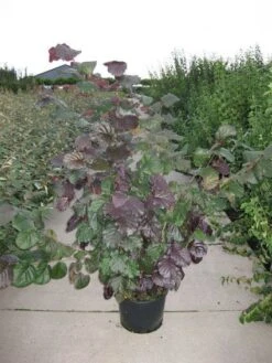 Rode Hazelaar (Corylus Maxima 'Purpurea') -OL Planten Winkel 20120218101252 50 10
