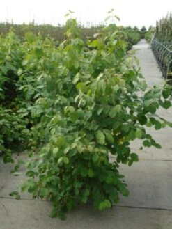 Kornoelje (Cornus Sanguinea 'Winter Beauty) -OL Planten Winkel 20120218101628 1 1