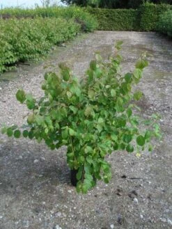 Kornoelje (Cornus Sanguinea 'Midwinter Fire') -OL Planten Winkel 20120218101717 4