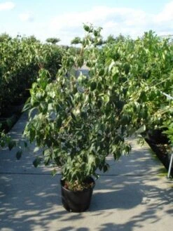 Japanse Kornoelje (Cornus Kousa) -OL Planten Winkel 20120218102230 60 12