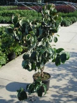 Amerikaanse Kornoelje (Cornus Florida 'Rubra') -OL Planten Winkel 20120218102305 7 1