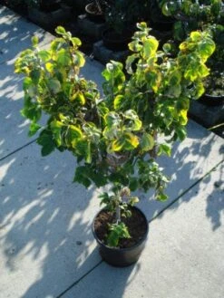 Kornoelje Op Stam (Cornus Florida 'Rainbow') -OL Planten Winkel 20120218102340 1