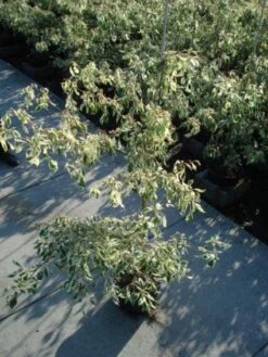 Reuzenkornoelje (Cornus Controversa 'Variegata') -OL Planten Winkel 20120218102419 7 1