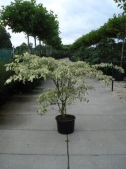 Reuzenkornoelje (Cornus Controversa 'Variegata') -OL Planten Winkel 20120218102443 7 1
