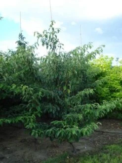 Kornoelje (Cornus Controversa 'Pagoda') 5 Kornoelje (Cornus Controversa 'Pagoda') -OL Planten Winkel 20120218102527 2