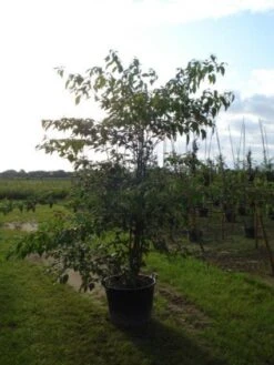 Reuzenkornoelje (Cornus Controversa 'Variegata') -OL Planten Winkel 20120218102618 11 1
