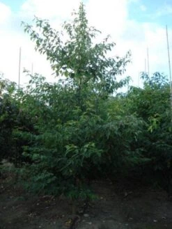 Reuzenkornoelje (Cornus Controversa 'Variegata') -OL Planten Winkel 20120218102727 11 1