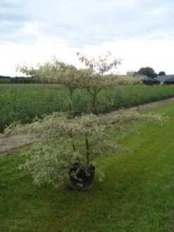Kornoelje (Cornus Alternifolia 'Argentea') -OL Planten Winkel 20120218102827 2