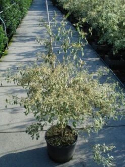 Kornoelje (Cornus Alternifolia 'Argentea') -OL Planten Winkel 20120218102902 2 1
