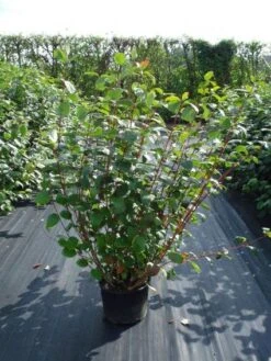 Kornoelje (Cornus Alba 'Sibirica') -OL Planten Winkel 20120218103207 6 1