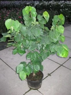 Chinese Judasboom (Cercis Chinensis 'Avondale') -OL Planten Winkel 20120218104451 5