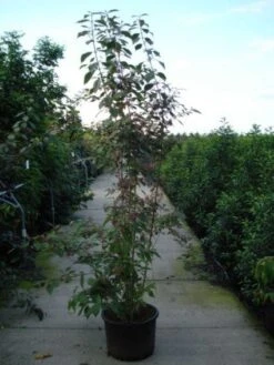 Schoonvrucht (Callicarpa Bodinieri 'Profusion') -OL Planten Winkel 20120218105422 30 6