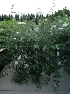 Vlinderstruik (Buddleja Davidii 'White Profusion') -OL Planten Winkel 20120218105604 3