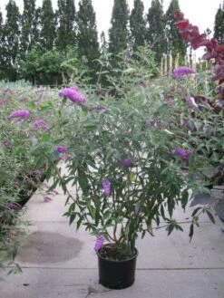 Vlinderstruik (Buddleja Davidii 'Pink Delight') 19 Vlinderstruik (Buddleja Davidii 'Pink Delight') -OL Planten Winkel 20120218105635 3 1