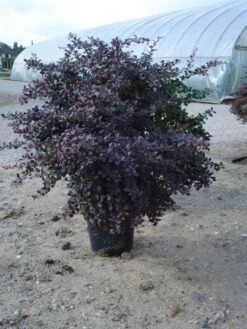 Zuurbes (Berberis Thunbergii 'Atropurpurea') -OL Planten Winkel 20120218110341 4