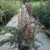 Zuurbes (Berberis Ott. 'Superba') -OL Planten Winkel 20120218110456 3