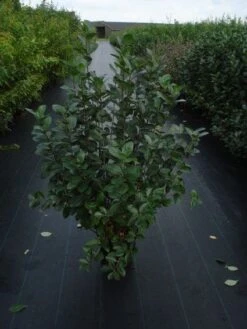 Appelbes (Aronia Melanocarpa) -OL Planten Winkel 20120218111019 20 4