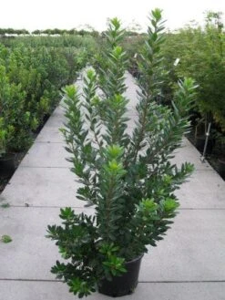 Aardbeiboom Als Struik (Arbutus Unedo) -OL Planten Winkel 20120218111141 7