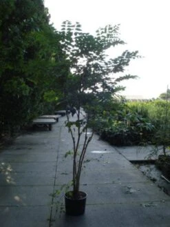 Duivelswandelstok (Aralia Elata) -OL Planten Winkel 20120218111237 6 3 3