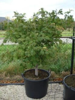 Japanse Esdoorn (Acer Japonicum 'Aconitifolium') -OL Planten Winkel 20120218111902 10 1