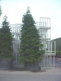 Nordmann-spar (Abies Nordmanniana) -OL Planten Winkel 20120219160007 21