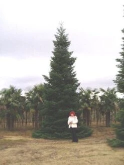 Nordmann-spar (Abies Nordmanniana) 17 Nordmann-spar (Abies Nordmanniana) -OL Planten Winkel 20120219160228 21 1