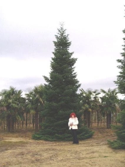 Nordmann-spar (Abies Nordmanniana) 4 Nordmann-spar (Abies Nordmanniana) - Afbeelding 2